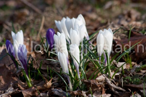 natur_krokus_as__mg_5893