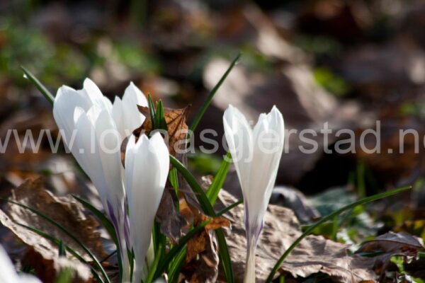 natur_krokus_as__mg_5909