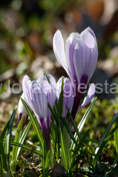 natur_krokus_as__mg_6028