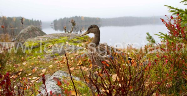 natur_nordmarka_img_2964