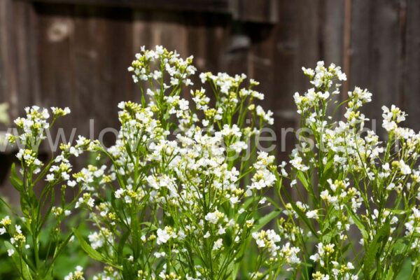 natur_pepperrot__mg_3545-2