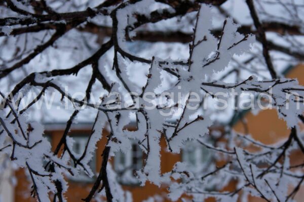 natur_roros_vinter__mg_2998